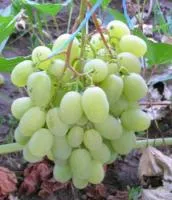 Саженцы винограда Царица
