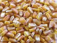 Семена кукурузы Аталис