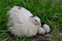 Инкубационные яйца Английского белого перепела