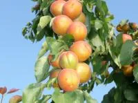 Саженцы абрикоса Ананасный Цюрупинский