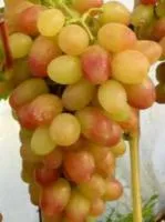 Саженцы винограда Тасон