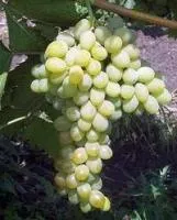 Саженцы винограда Гузун