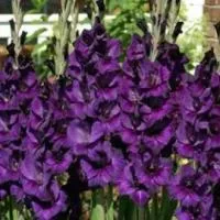 Луковицы гладиолусов Purple flora