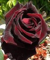 Саженцы Розы чайно-гибридной Черная магия