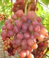 Саженцы винограда Ливия