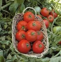 Семена томатов Полбиг