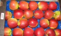 Яблоки свежие сорта Лиголь