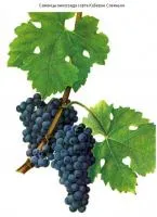 Саженцы винограда Каберне Совиньон