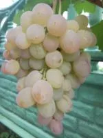 Саженцы винограда Розовая дымка