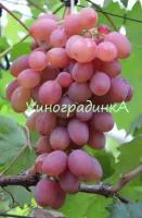 Саженцы винограда Румба