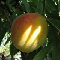 Саженцы персика Золотой Юбилей