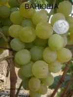 Саженцы винограда Ванюша (Виконт)