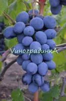 Саженцы винограда Руслан