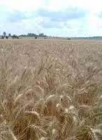 Семена пшеницы озимой мягкой Щедрая нива