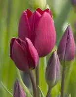 Луковицы Тюльпанов Purple Bouquet