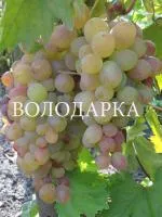 Саженцы винограда Юбилей Кострикина