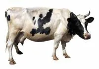 Комбикорм КК-60С для дойных коров