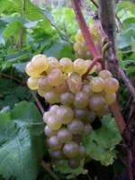 Саженцы морозоустойчивого винограда Платовский