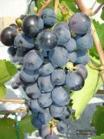 Черенки винограда Агат Донской