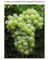 Саженцы винограда Русмол
