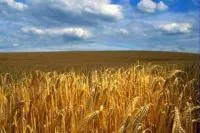 Пшеница озимая Звытяга