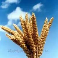 Семена озимой пшеницы "Сила"