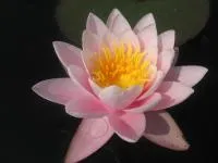 Водяная лилия Rose Arey