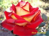 Чайно-гибридные саженцы роз Нью Фейшон