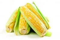 Фуражное зерно кукурузы