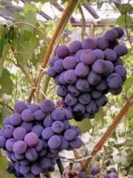 Саженцы винограда Рошфор