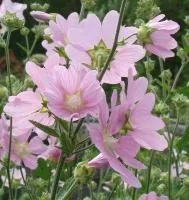 Лаватера тюрингенская и другие редкие садовые цветы