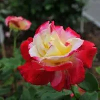 Саженцы розы чайно-гибридной Дабл Делайт