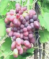 Черенки винограда КарМаКод