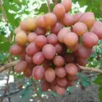 Саженцы винограда Гурман ранний