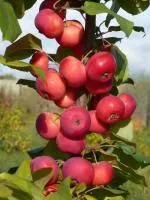 Саженцы яблони Малинка
