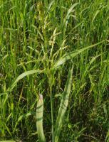 Семена суданской травы Мироновская