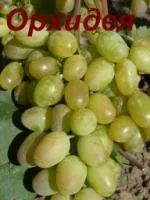 Саженцы винограда Виагра (Орхидея)
