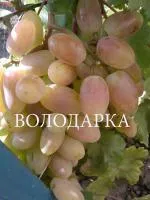 Саженцы винограда Самба