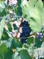 Саженцы морозоустойчивого винограда Леон Мийо
