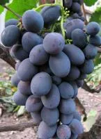 Саженцы винограда Гала