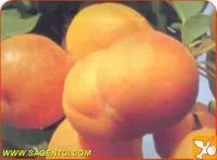 Саженцы абрикоса Нинфа