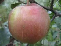 Саженцы яблонь Лиголь