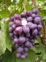 Саженцы винограда Нинель НиЗина-2