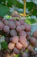Саженцы винограда Хамелион