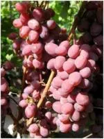 Саженцы винограда Азалия