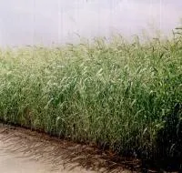 Семена суданской травы Донецкая 5