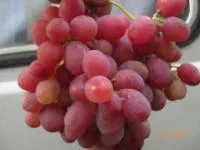 Саженцы винограда Анюта