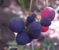 Саженцы винограда кишмиш Троя