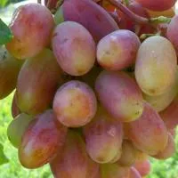 Саженцы винограда Юбилей Новочеркасска