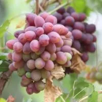 Саженцы винограда Атаман